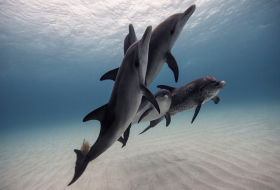 Dolphins have a language that helps them solve problems together